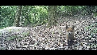 Renards  pris au quotpiège VIDEOquot   Bushnell TrophyCam [upl. by Erica400]