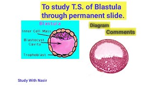 To study TS of Blastula through permanent slide  Class12 Practical  Biology Zoology Comments [upl. by Hannon]