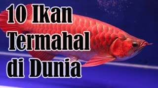 10 Ikan Termahal Di Dunia  Sepuluh Tube [upl. by Osrit]