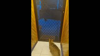 Kitty meets Pademelon 😳😂youtubeshorts cute animals australia [upl. by Viki110]