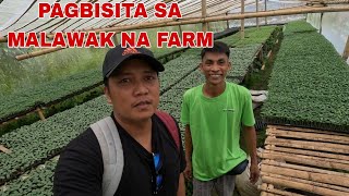 Pagbisita sa Malawak na Farm ating KaibiganPagkuha ng Pananim na Panigang na sili [upl. by Hnid]