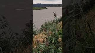 River Mersey strong tide windy weather at the Ferry tavern Inn Penketh [upl. by Marentic]