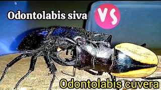 Acrobatodontolabis cuvera VS CrusherOdontolabis siva [upl. by Aeila]