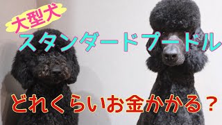 【大型犬】スタンダードプードルのリアルにかかる費用 [upl. by Mages]