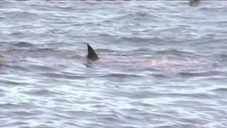 sea lion is attacked by white shark at Farallon Islands [upl. by Avi185]