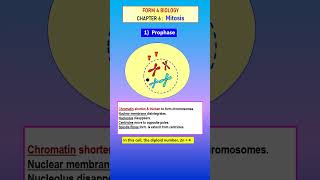 F4 C6 MITOSIS PROPHASE ANIMATION  SHORTS SPM KSSM  Biology Education Science [upl. by Einneb]