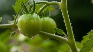 Germinar tomates de semillas Tutorial huerto urbano 🍅🍅 [upl. by Kassaraba534]