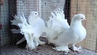 morning new video fancy pigeon heavy quality Bhari offer sale [upl. by Nella382]