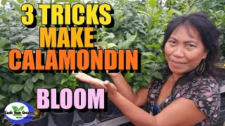 3 TRICKS MAKE CALAMONDIN BLOOM  WHICH CITRUS TO BUY [upl. by Delle]