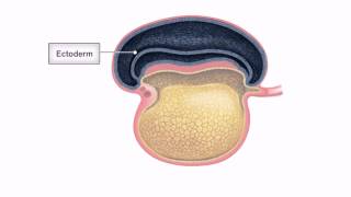 General Embryology  Detailed Animation On Embryonic Folding [upl. by Okimuy]