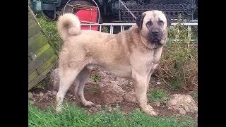 Berger dAnatolie tout savoir sur cette race de chien Anatolian Shepherd Dog VF [upl. by Yelnet]