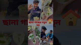 How to Care for Money Plant Adenium amp Arika Pum Plant Complete Guide plants minivlog shorts [upl. by Childers]