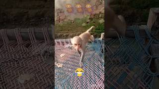 Moniky Shorts Videobandarcomedy cute 🐒🐒🙈🐒 [upl. by Nahta641]