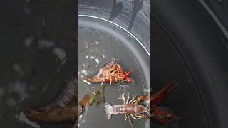 Crayfish breeding crayfish crayfishproduction ghostcrayfish clarkii mgakaugmad [upl. by Nameloc]