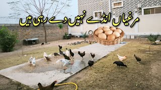 Dihat Se Episode 121 murgian anday naen deh rahi hain [upl. by Damek]