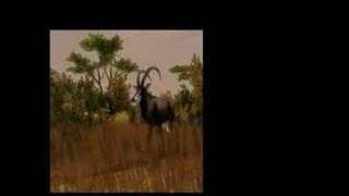 Cabelas African Safari  Xbox 360 [upl. by Enelez]