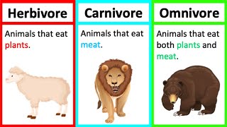 Herbivore Carnivore amp Omnivore  Types of animals  Whats the difference [upl. by Rutra]