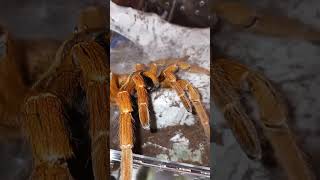 Rehouse gone wrong OBT Pterinochilus murinus tarantulas spider invertebrates [upl. by Aiepoissac]