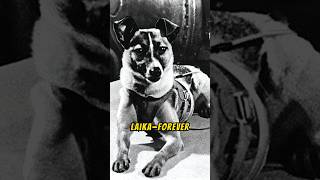 Laika  The Brave Dog Who Paved the Way for Space Travel shortsvideo shorts dogshorts doglovers [upl. by Eelyrag]