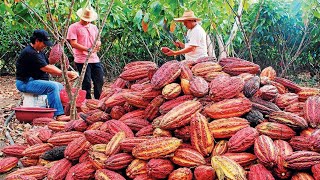 Cocoa Fruit Harvesting  Cocoa bean Processing  Cocoa Processing To Make Chocolate in Factory [upl. by Retlaw]