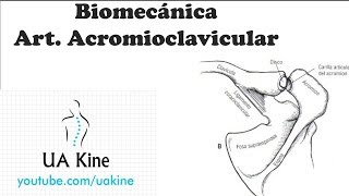 Biomecanica Articulacion Acromioclavicular [upl. by Bolten682]