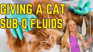 Subcutaneous SQ Fluid Administration for Cats  Easy Tutorial [upl. by Llehcam]