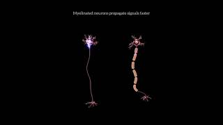 Myelinated vs Nonmylenated [upl. by Recnal398]