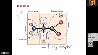 BIO 181 Ch3 Protein A Biological Macromolecule [upl. by Lamonica]