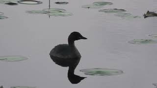 Australasian Grebe 58 [upl. by Dunham]