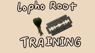 Lophophora Williamsii Root Training Guide How to train Peyote roots for faster growth Repotting [upl. by Rabbaj]