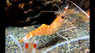 ボタンエビ Botan Shrimp Pandalus nipponensis [upl. by Hjerpe]