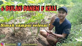 PANEN KATAK PORANG 3 KALI DALAM 6 BULAN [upl. by Firahs]