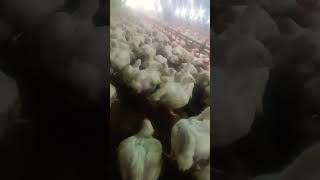 broiler murgi ka shot Dekhen 🐓🐓🐓 [upl. by Ttelrats]