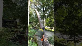 Pine tree takedown from behind the scenes… precisiontreefelling notchanddrop [upl. by Dasa]