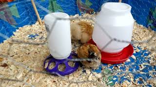 Silkie and Mille Fleur dUccle chicks [upl. by Hitchcock]