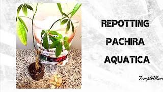 Repotting Pachira Aquatica [upl. by Nylzzaj]