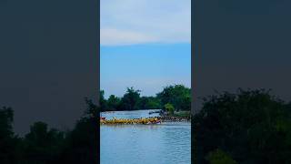 Amazing shorts on water festival in Banteay Meanchey shortvideo boat festival water [upl. by Mohandas89]