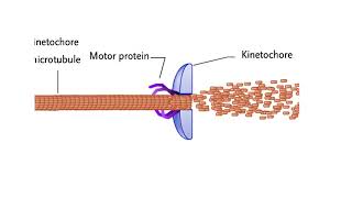 Chromosome structural organization Mechanisms for chromosome movement Animation [upl. by Claudette]