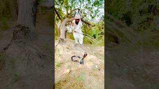 Encountering the Wild Cobra Man shortvideo snake naagjogi kingcobra snakejogi coolvideo short [upl. by Eiclud141]