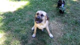 Police Dept Boerboel Performing Commands [upl. by Hogue]