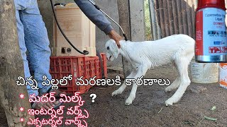 Treatment for external parasites in goat kids goatfarming goatkid ticks [upl. by Langdon]