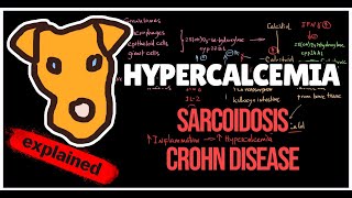 Mechanism of Hypercalcemia in Sarcoidosis Crohn disease Tuberculosis [upl. by Neirda]