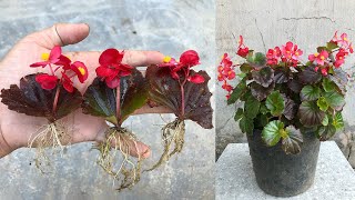 Surprised with how to propagate begonias from leaves│Begonia [upl. by Einwat]