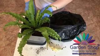 How to repotting Asplenium nidus  birds nest fern [upl. by Ettessil916]