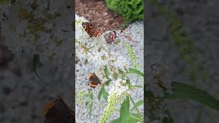 RUSAŁKA Admirał i RUSAŁKA PAWIK  motyle budleja  Red Admiral  Peacock Butterfly [upl. by Naz]