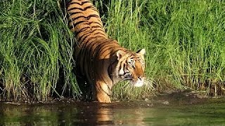 Man Eating Tigers of The Sundarbans NatureDocumentary [upl. by Naaitsirhc827]