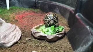 Indian Star Tortoise Dining [upl. by Dorison]