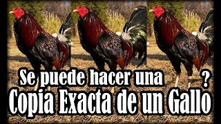 Copia exacta de un Gallo [upl. by Ozmo972]