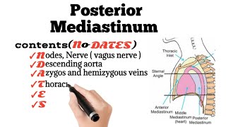 Posterior Mediastinum Contents Mnemonic [upl. by Drucy]