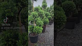 Olivier en topiaire jardin garden plants [upl. by Laersi]